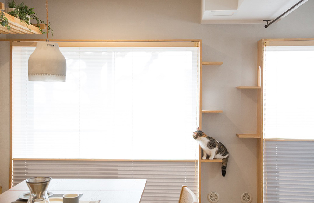 飼い主の悩み解消！「猫専用リノベプラン」で人も猫も楽しく暮らす